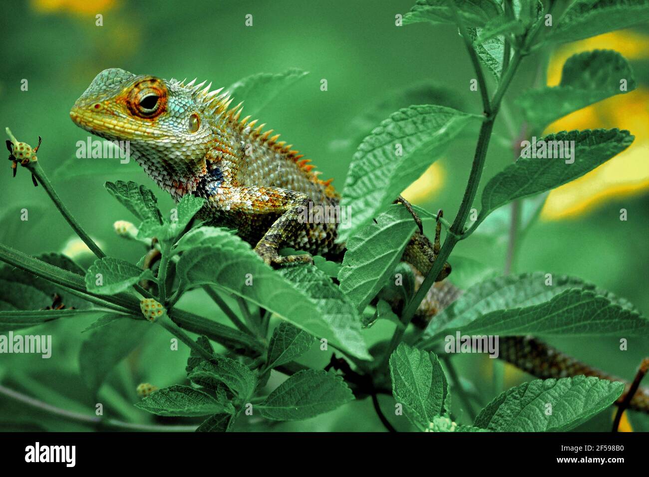 Common chameleon or Mediterranean chameleon. Chamaeleo chamaeleon is one of only two extant species of Chamaleonidae Stock Photo