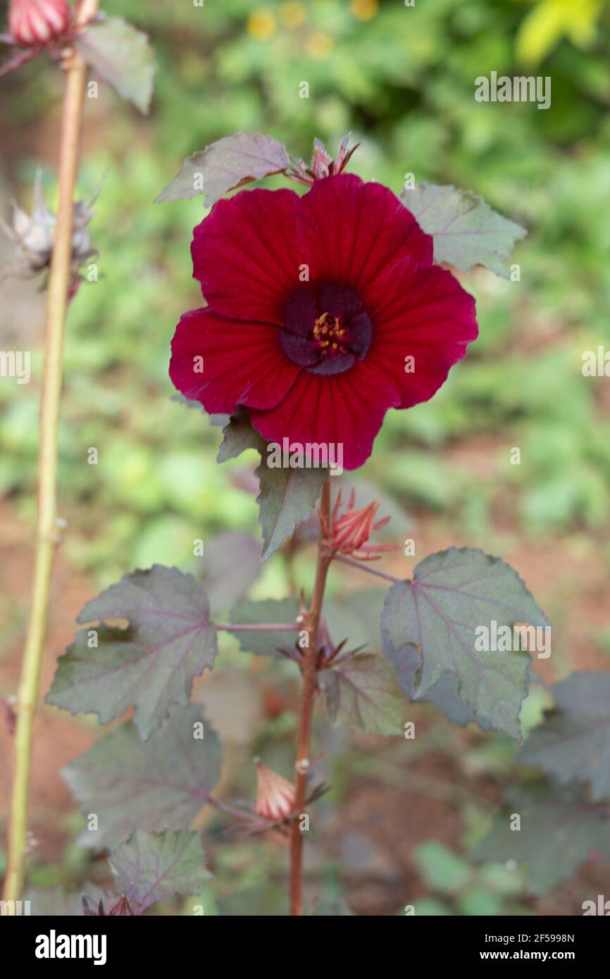 Hibiscus acetosella plant and red flower also known as false roselle, maroon mallow, red leaved hibiscus, and red shield hibiscus. Stock Photo