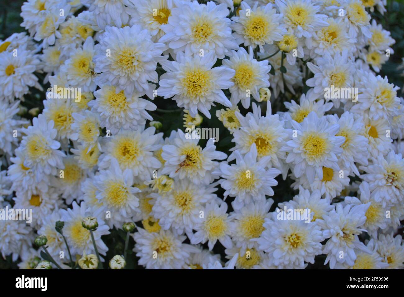 Large bunch of Indian chrysanthemum flowers closeup , Chrysanthemum indicum Stock Photo