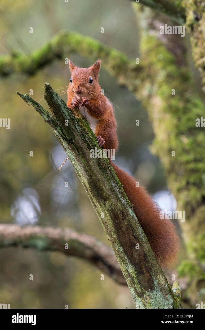 Red squirrel (Sciurus vulgaris), Eskrigg nature reserve, Lockerbie, Scotland, UK Stock Photo