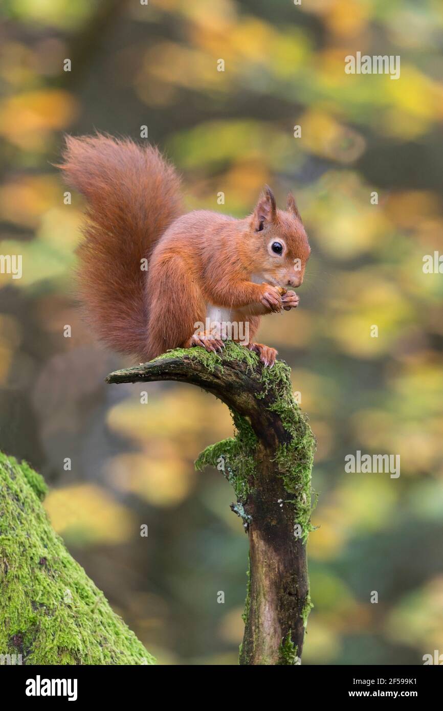 Red squirrel (Sciurus vulgaris), Eskrigg nature reserve, Lockerbie, Scotland, UK Stock Photo