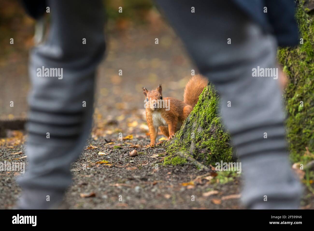 Red squirrel (Sciurus vulgaris) and person watching, Eskrigg nature reserve, Lockerbie, Scotland, UK Stock Photo