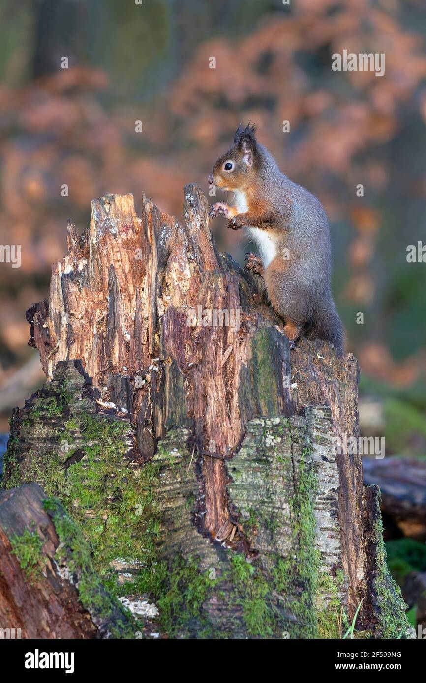 Red squirrel (Sciurus vulgaris), Eskrigg nature reserve, Lockerbie, Scotland, UK Stock Photo