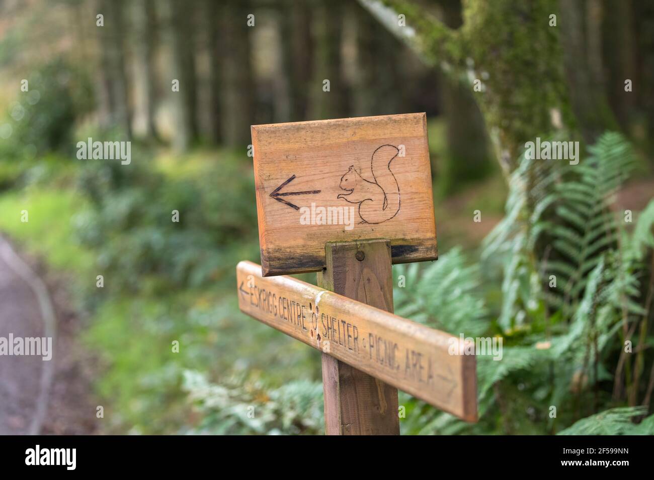 Red squirrel (Sciurus vulgaris) viewing hide sign, Eskrigg nature reserve, Lockerbie, Scotland, UK Stock Photo