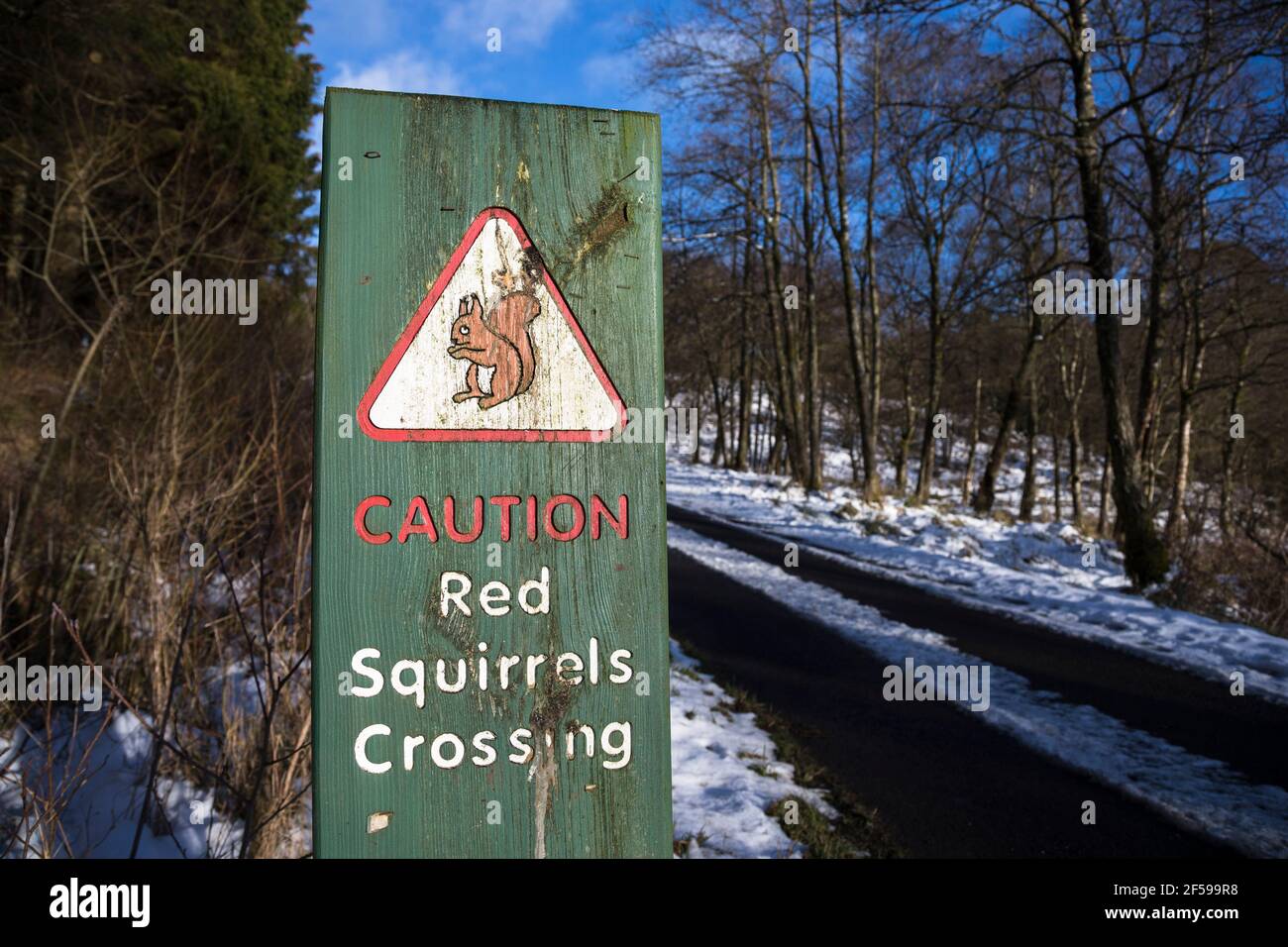 Red squirrel (Sciurus vulgaris)  road traffic warning sign,  Kielder Forest red squirrel reserve area, Kielder Water and Forest Park, Northumberland, Stock Photo