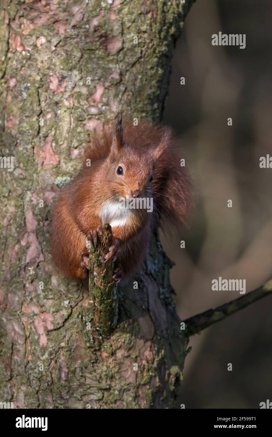 Red squirrel (Sciurus vulgaris), Eskrigg nature reserve, Lockerbie, Scotland Stock Photo