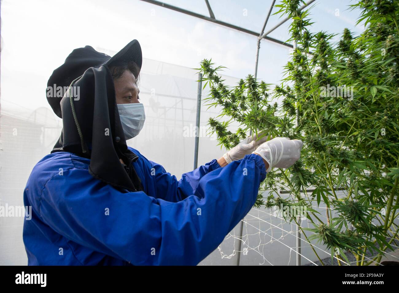 Wang Nam Khiao Nakhon Ratchasima Thailand 25th Mar 21 The Rak Jang Farm In Nakhon Ratchasima Korat Is One Of The First Farms In Thailand To Be Given Government Approval To Grow