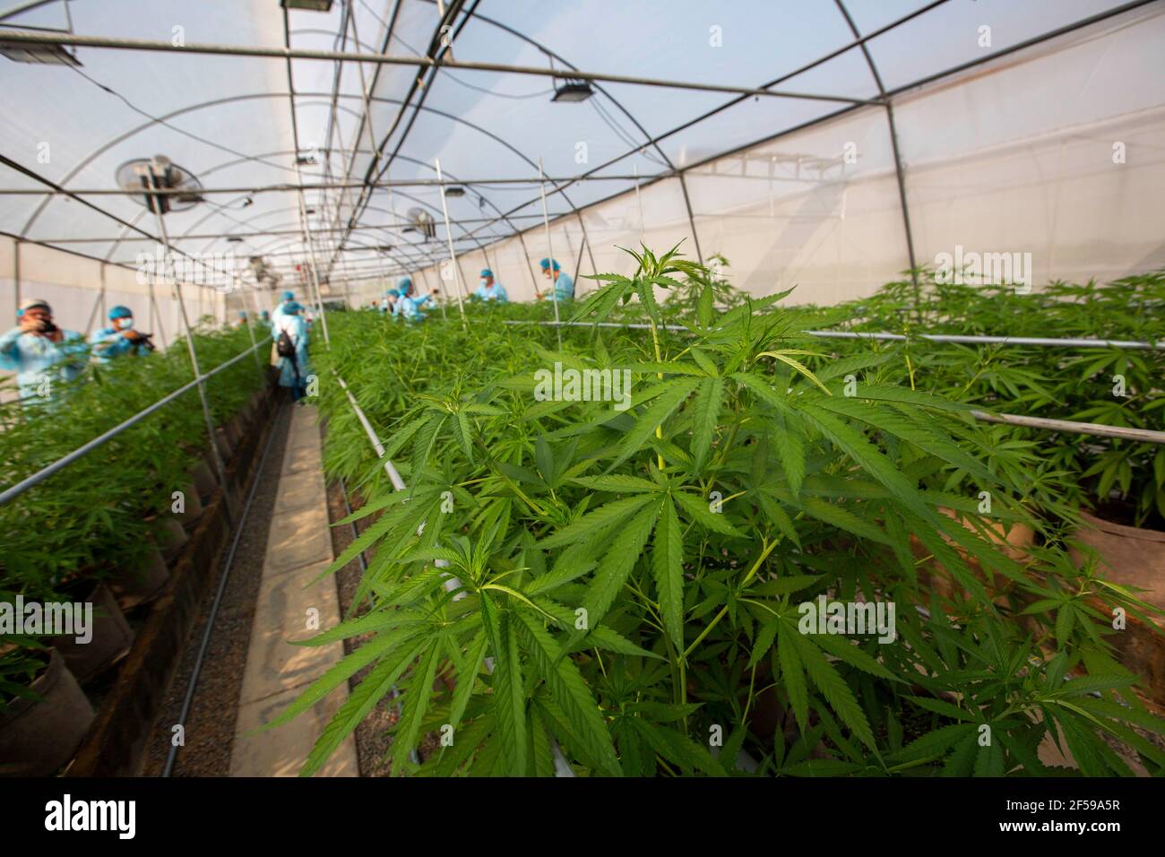 Wang Nam Khiao Nakhon Ratchasima Thailand 25th Mar 21 The Rak Jang Farm In Nakhon Ratchasima Korat Is One Of The First Farms In Thailand To Be Given Government Approval To Grow