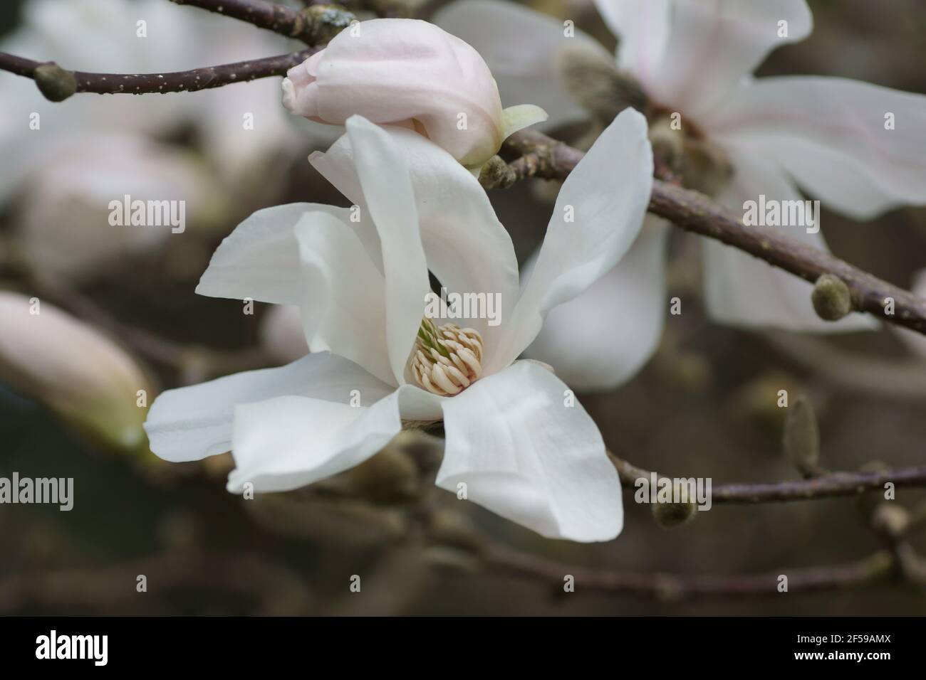 Magnolia 'Wada's Memory' Stock Photo
