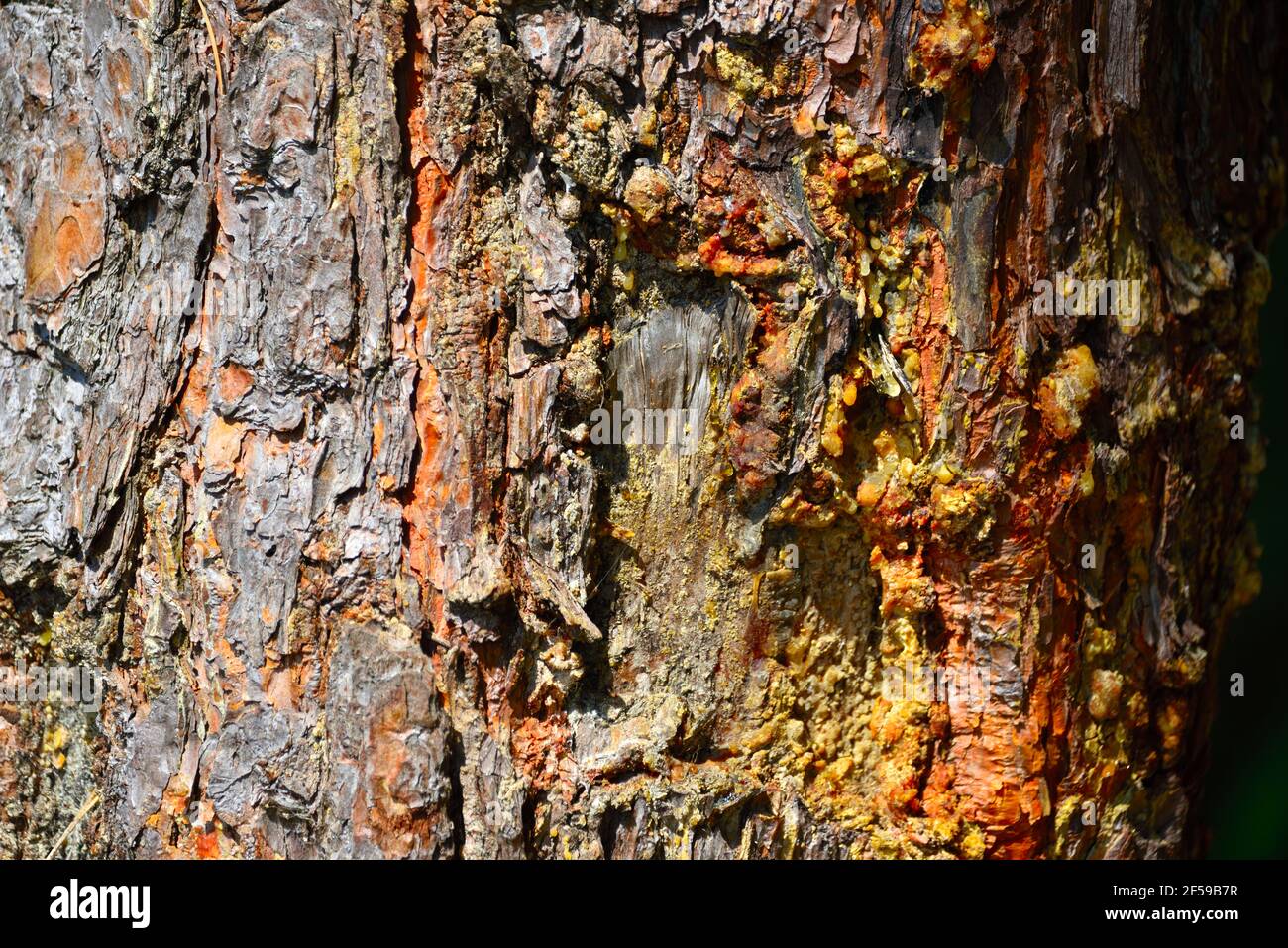 Close-up on cracked bark of a Loblolly Pine trunk with damage and resin ...