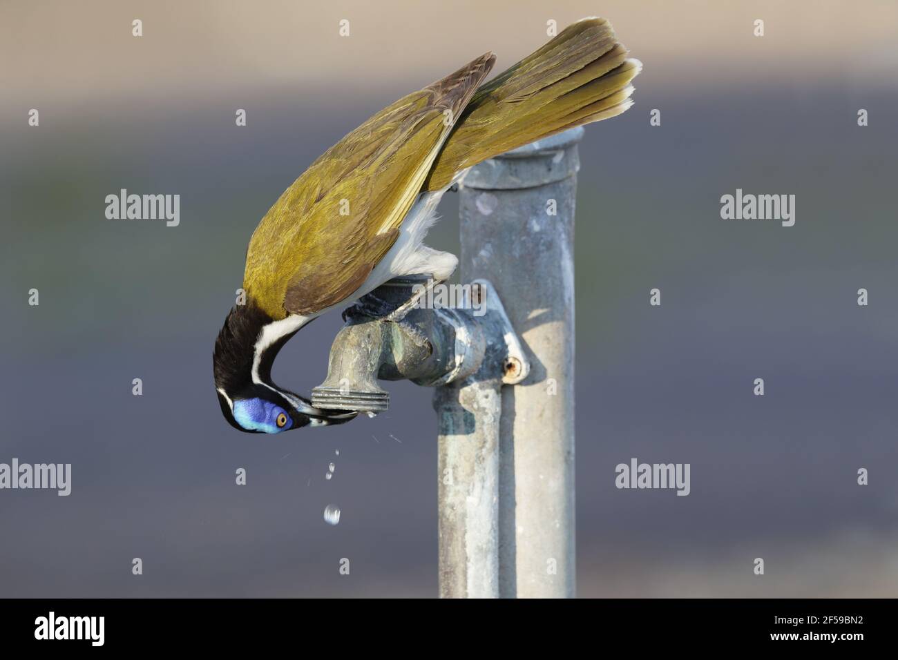 Blue-faced Honeyeater - drinking at leaking tap Entomyzon cyanotis albipennis Kakadu National Park Northern Territory, Australia BI030394 Stock Photo