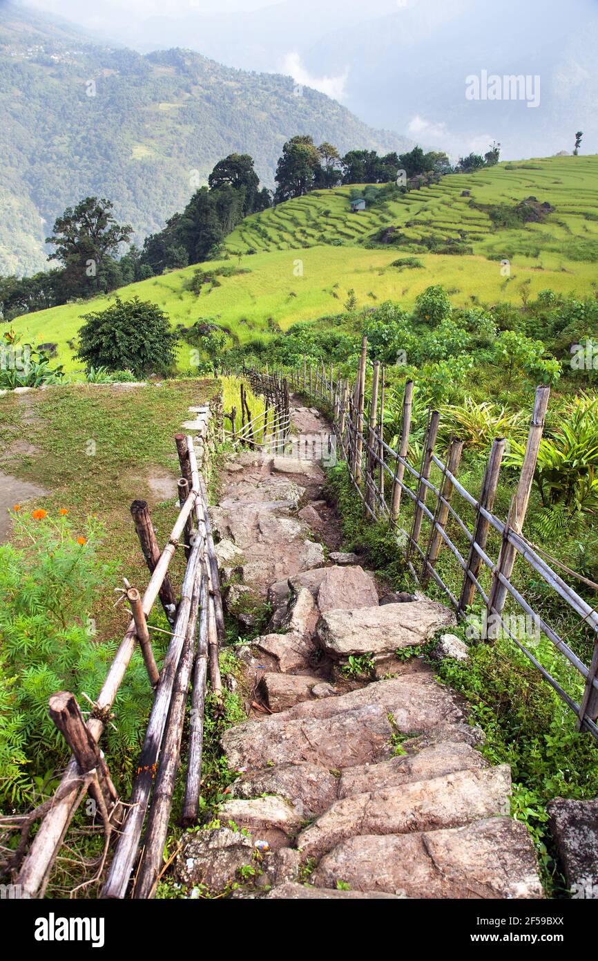 Pathway and paddy field, Himalayan foreland, Nepal Himalayas Stock Photo