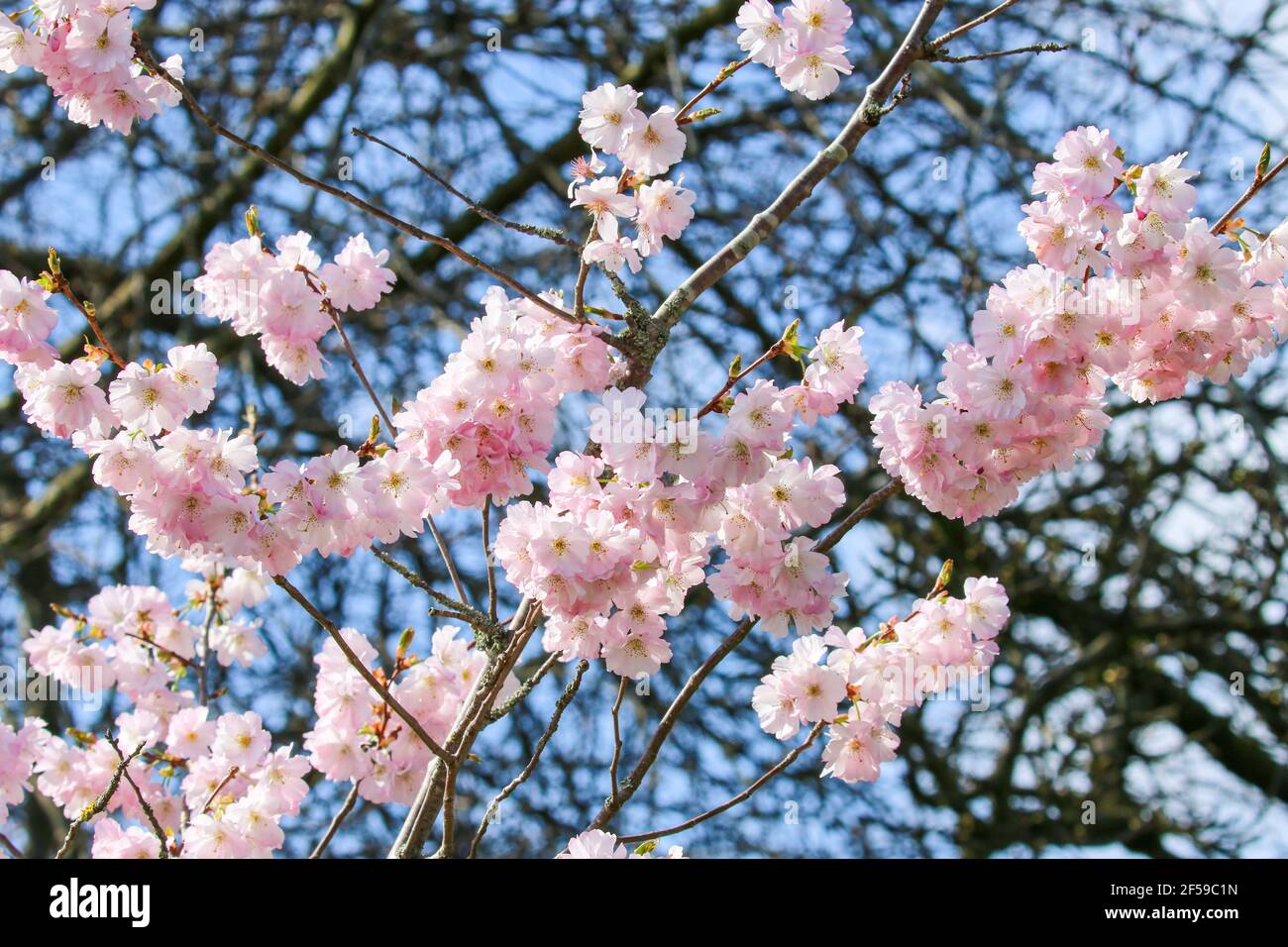 Weeping Cherry Blossoms High Resolution Stock Photography And Images Alamy