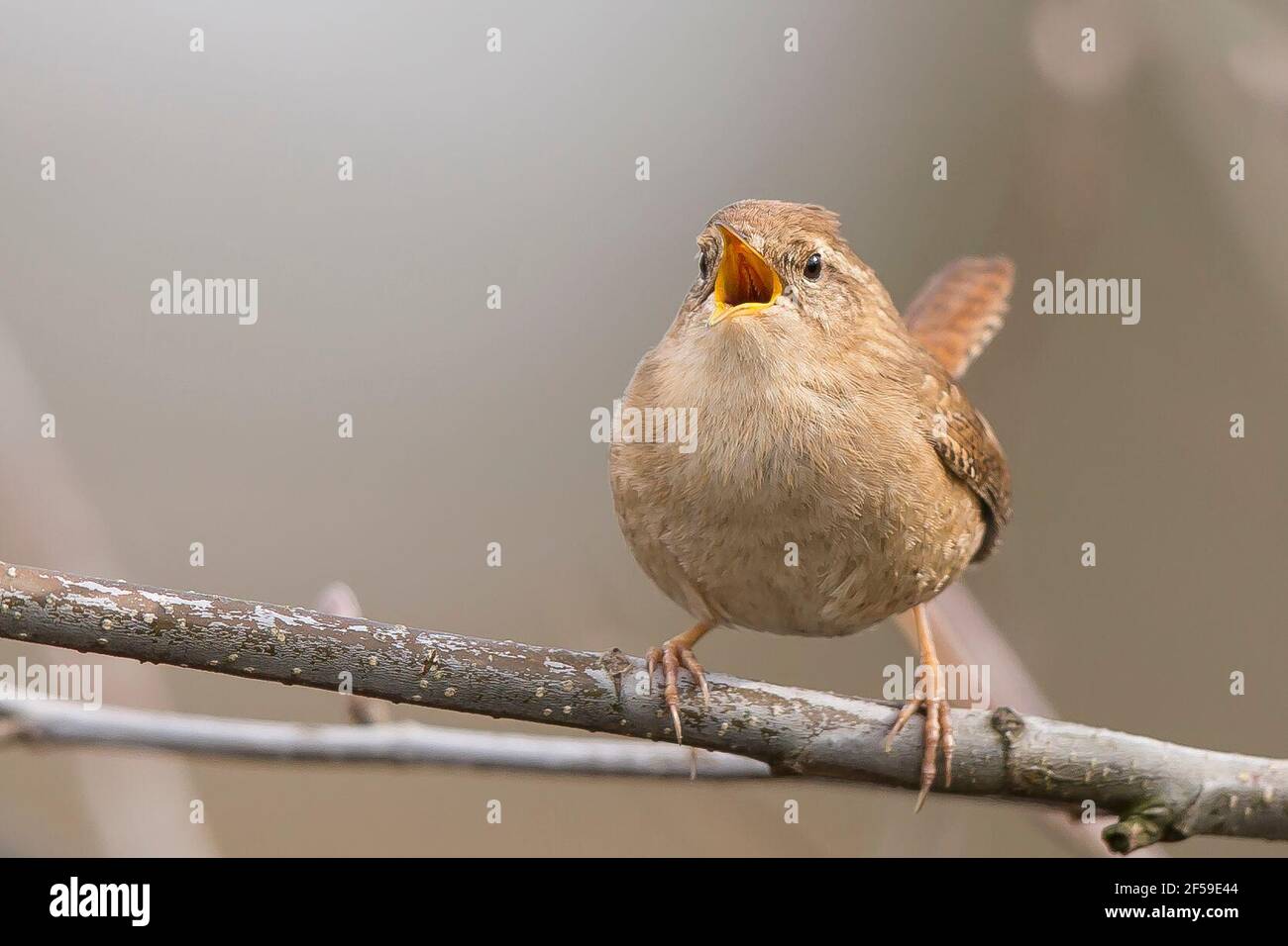 Kidderminster, UK. 25th March, 2021. UK weather: the dawn chorus sung by this tiny wren bird, one of the UK's smallest birds, seems to have the right effect on the weather today as glorious sunshine and warmer temperatures have followed. Credit: Lee Hudson/Alamy Live News Stock Photo