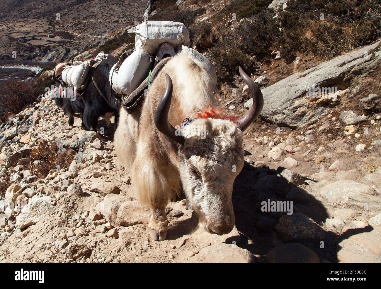 Caravan of yaks, bos grunniens or bos mutus, on the way to Everest base camp - Nepal Himalayas mountains Stock Photo