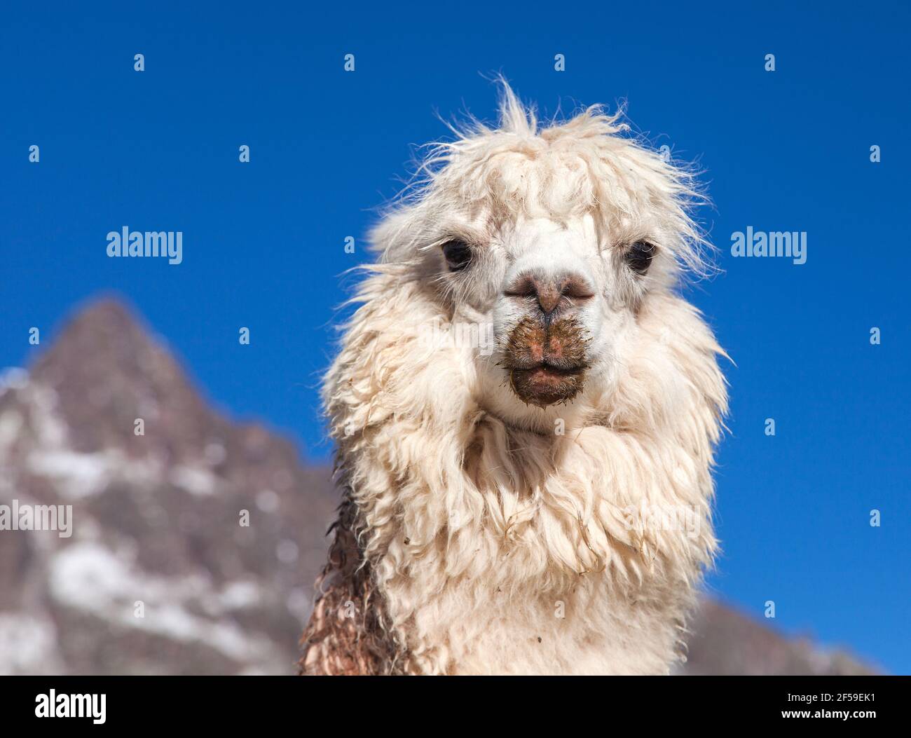 llama or lama, one animal head portrait, Andes mountains, Peru Stock Photo - Alamy llama or lama, one animal head portrait, Andes mountains, Peru Stock Photo - Alamy