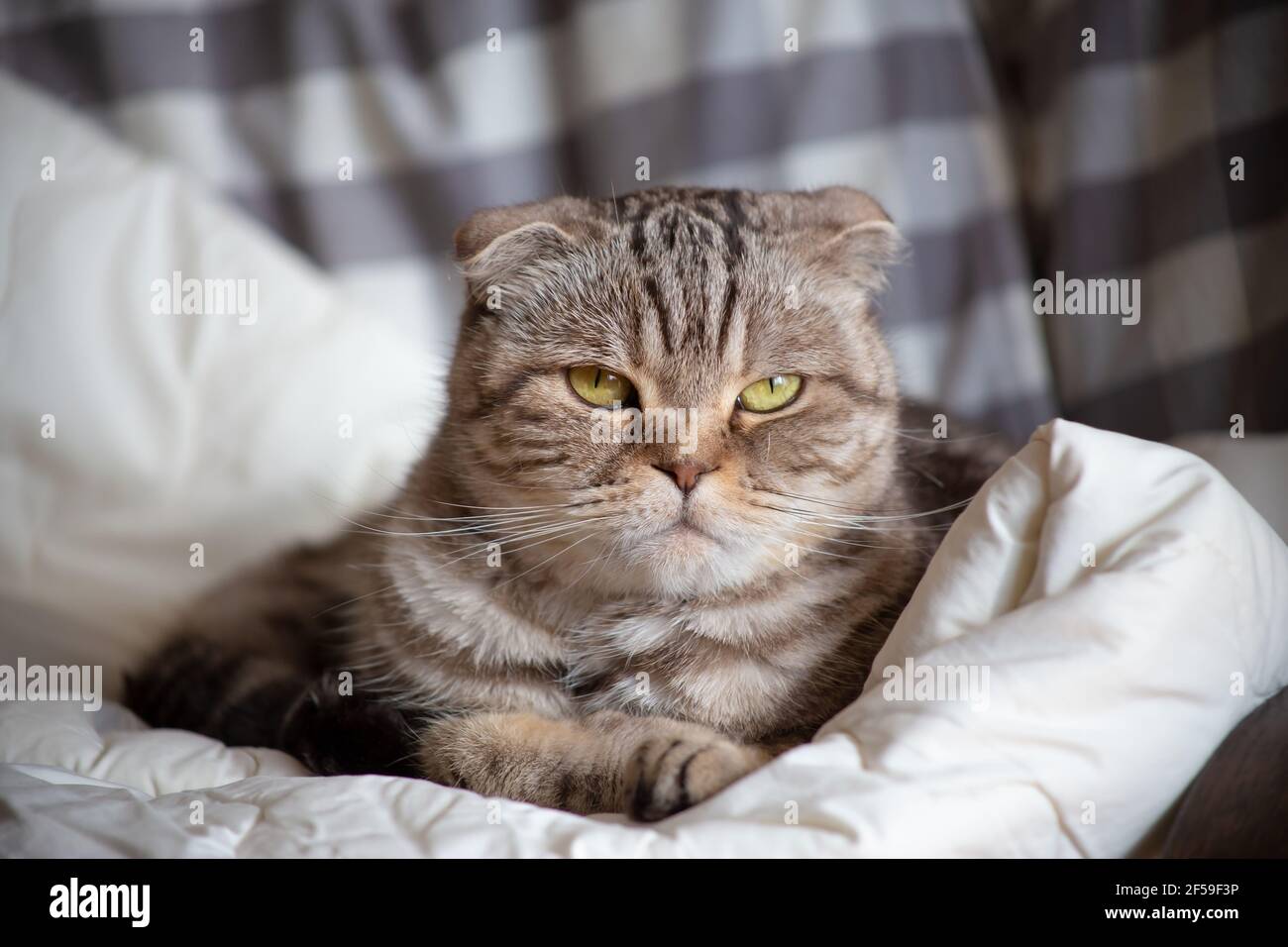 Scottish Fold cat lies on a blanket, she is very unhappy that she is being prevented from sleeping and looks angrily into the camera.  Stock Photo