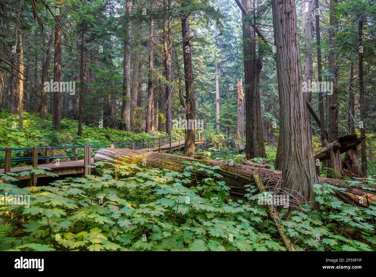 geography / travel, Canada, glacier National Park, Hemlock Grove Boardwalk, Additional-Rights-Clearance-Info-Not-Available Stock Photo
