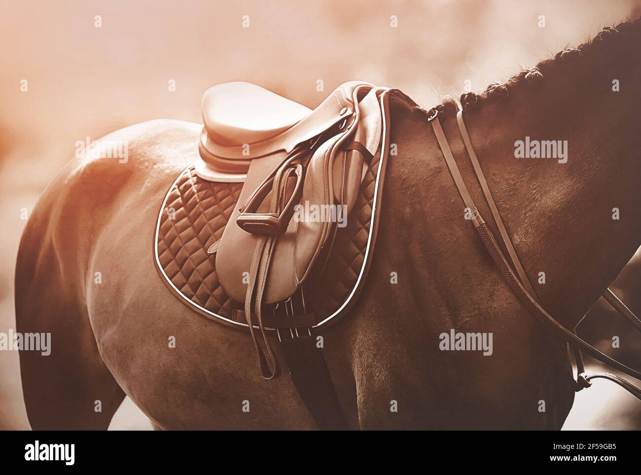A bay horse with a braided mane is wearing a bridle and a leather saddle with a dark saddlecloth, which are illuminated by sunlight. Equestrian sports Stock Photo