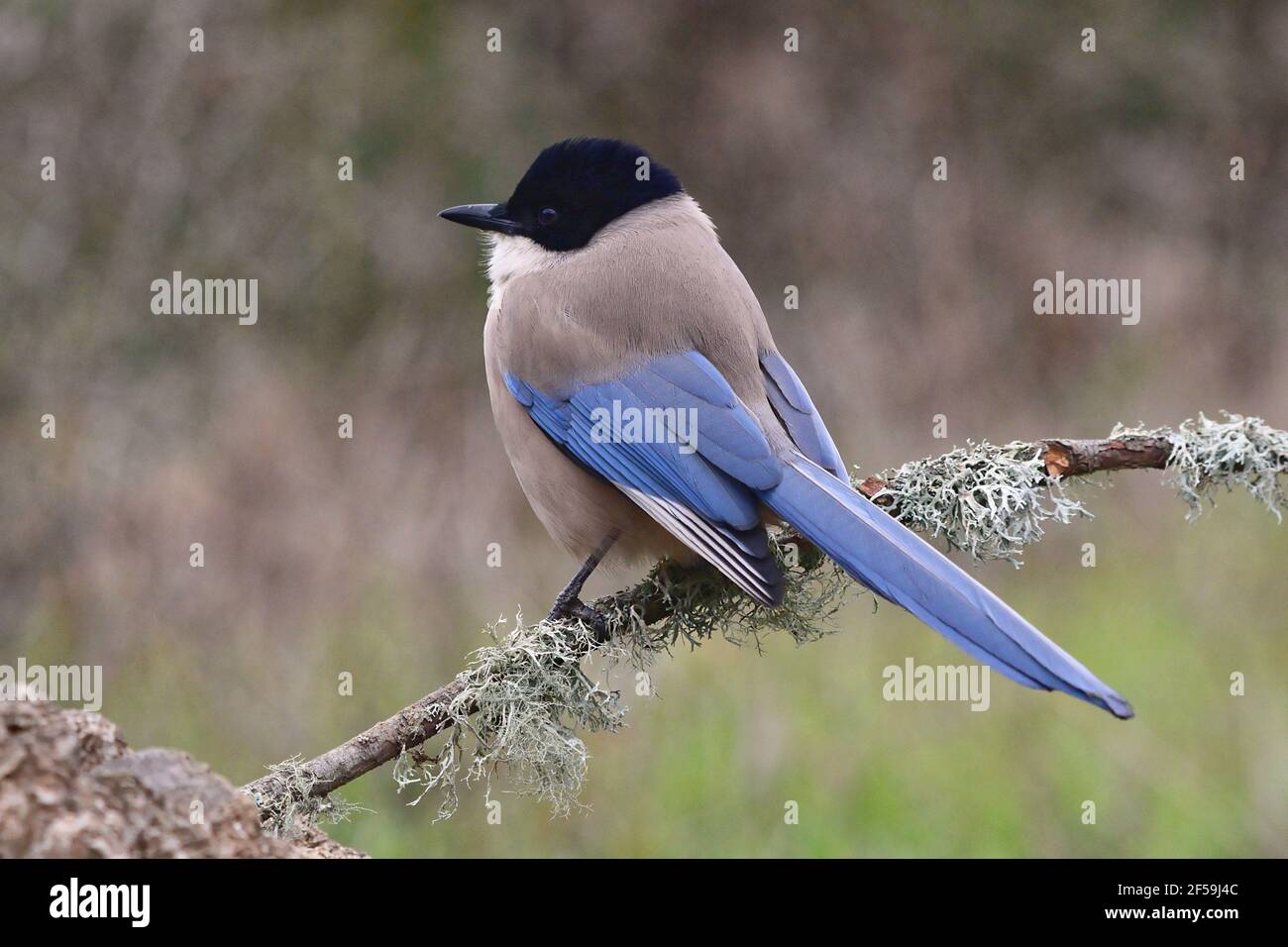 Azure-winged Magpie (Cyanopica cyanus) in Sierra Morena (Spain Stock ...