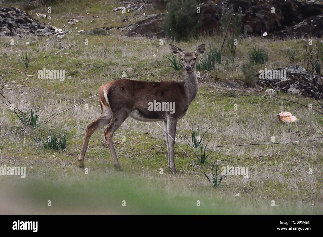 Red Deer (cervus Elaphus) In Sierra Morena, Spain Stock Photo - Alamy