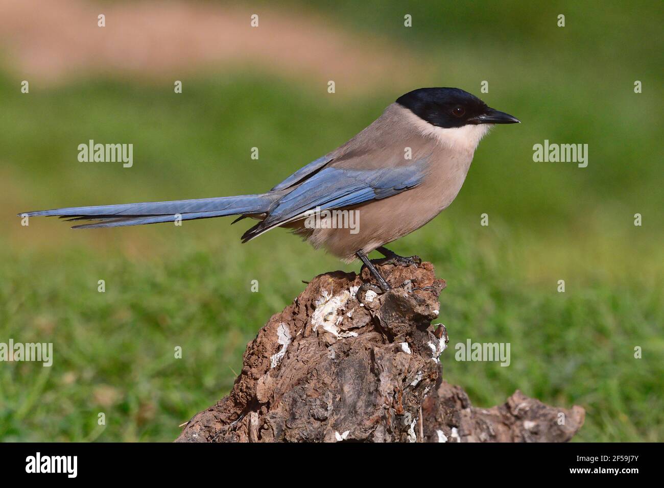 Azure-winged Magpie (Cyanopica cyanus) in Sierra Morena (Spain Stock ...
