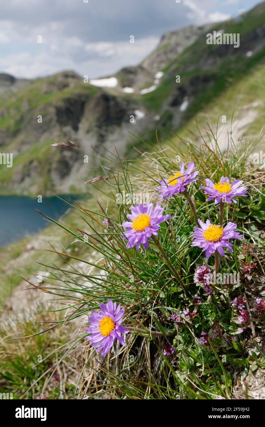 Alpine Wildflower In The Pyrenees High Resolution Stock Photography and ...