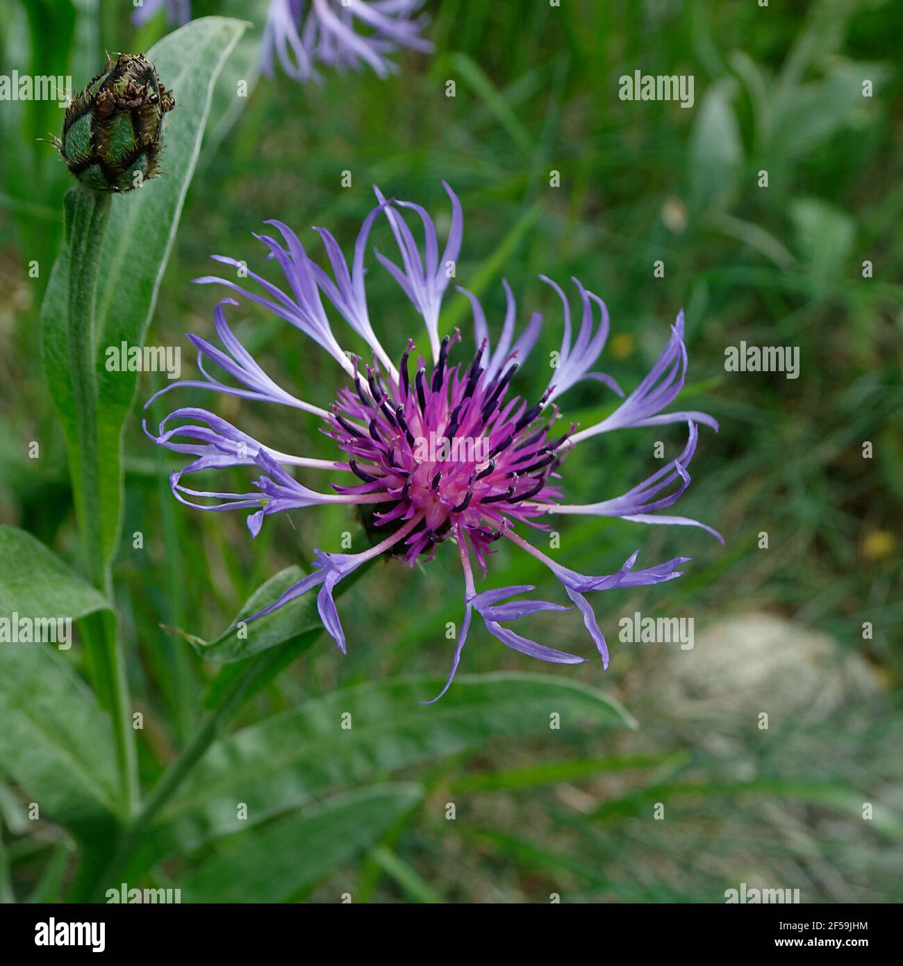 Perennial cornflower, Mountain cornflower, Bachelor's button, Montane knapweed or Mountain bluet (Centaurea montana) Stock Photo