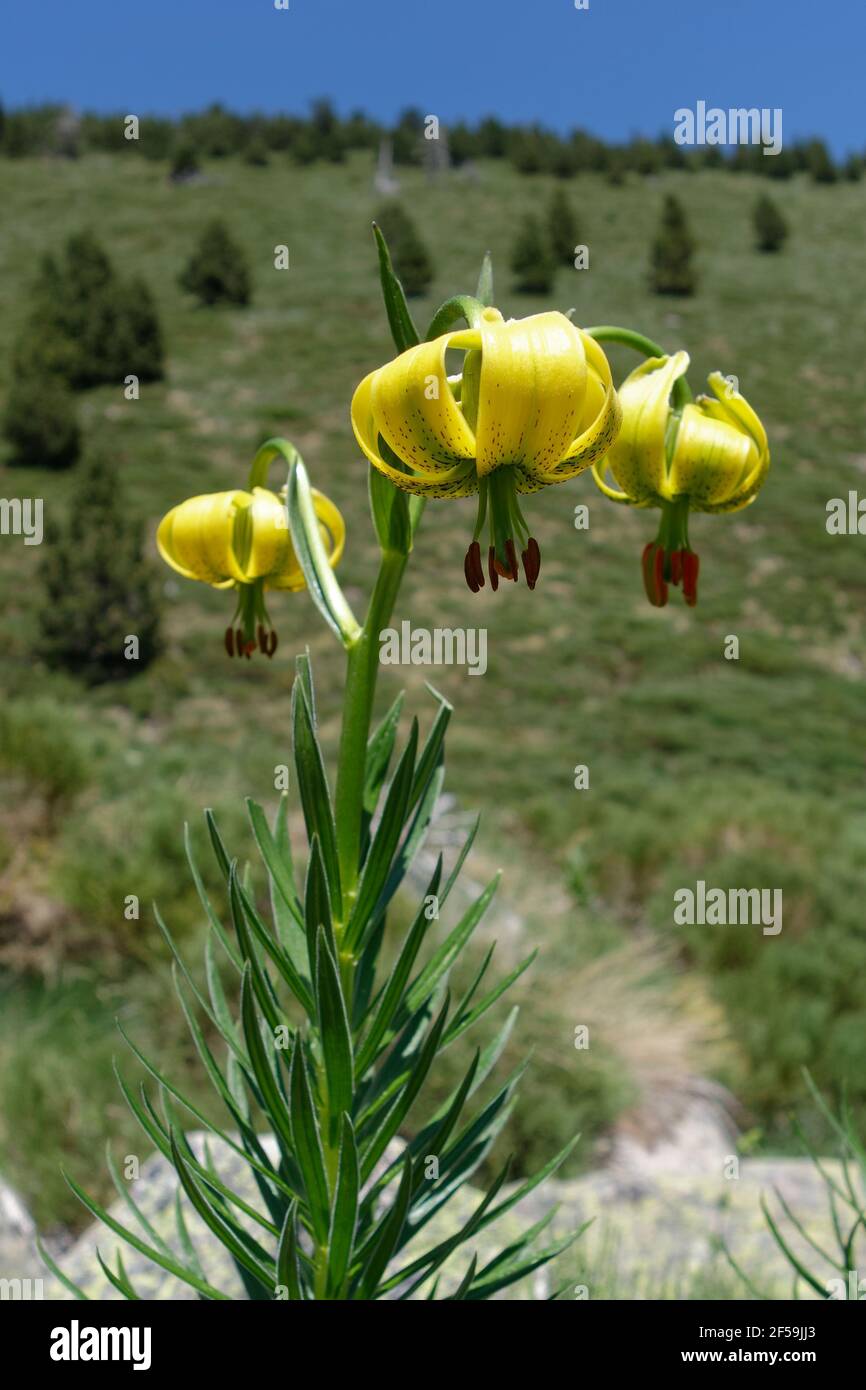 Pyrenean Lily (Lilium pyrenaicum) in Pyrenees Mountains Stock Photo