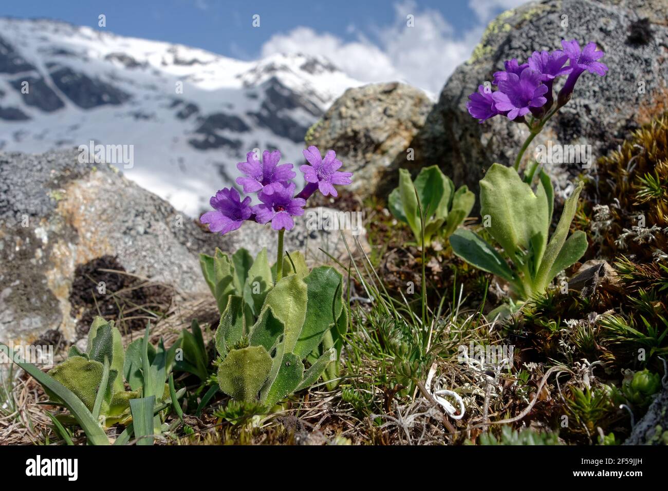 Primrose (Primula latifolia) - Parc National de la Vanoise - Alps, France Stock Photo