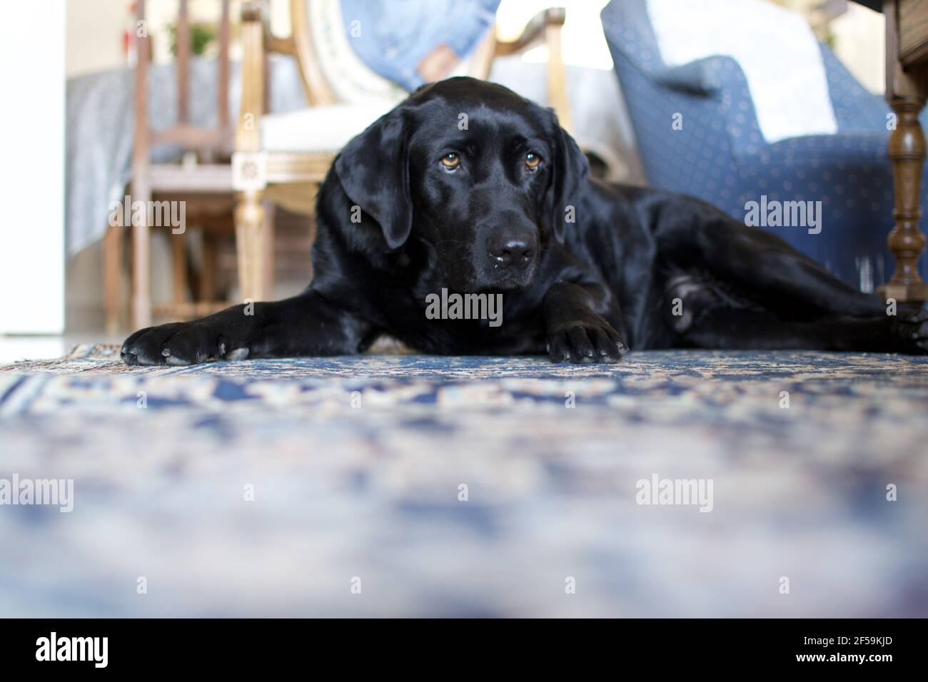 Black labrador with deep eyes Stock Photo - Alamy