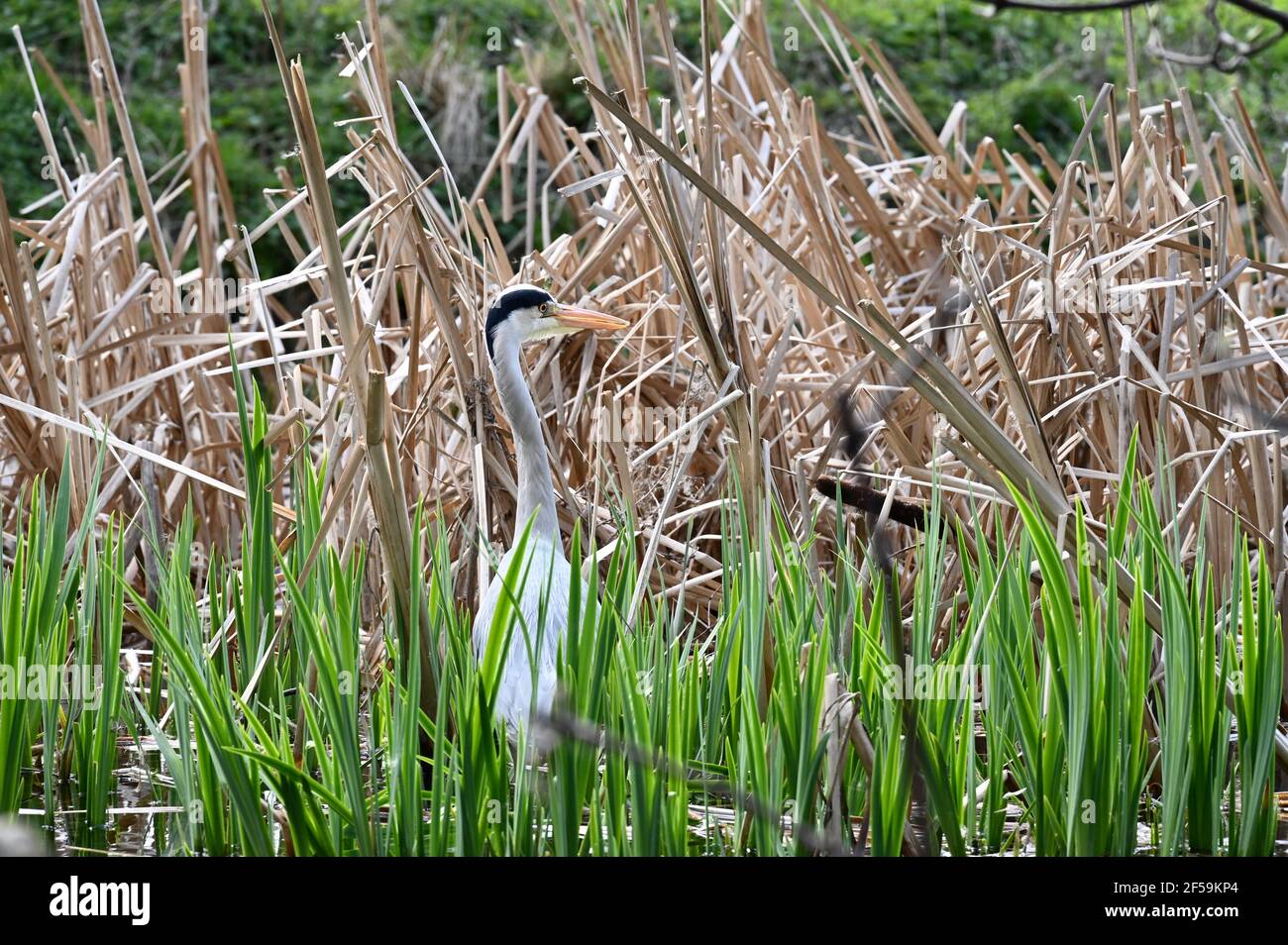 UK Weather. Sidcup, Kent. 25th Mar 2021. UK. On a Spring like day with very changable weather, a heron (Ardea cinerea) hides in the rushes and patiently awaits lunch. Foots Cray Meadows, Sidcup, Kent. UK Credit: michael melia/Alamy Live News Stock Photo