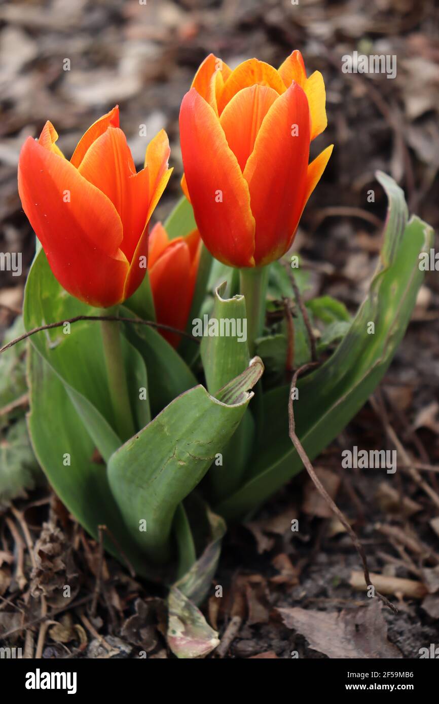 Tulpe tulpen tulipa liliaceae hi-res stock photography and images - Alamy
