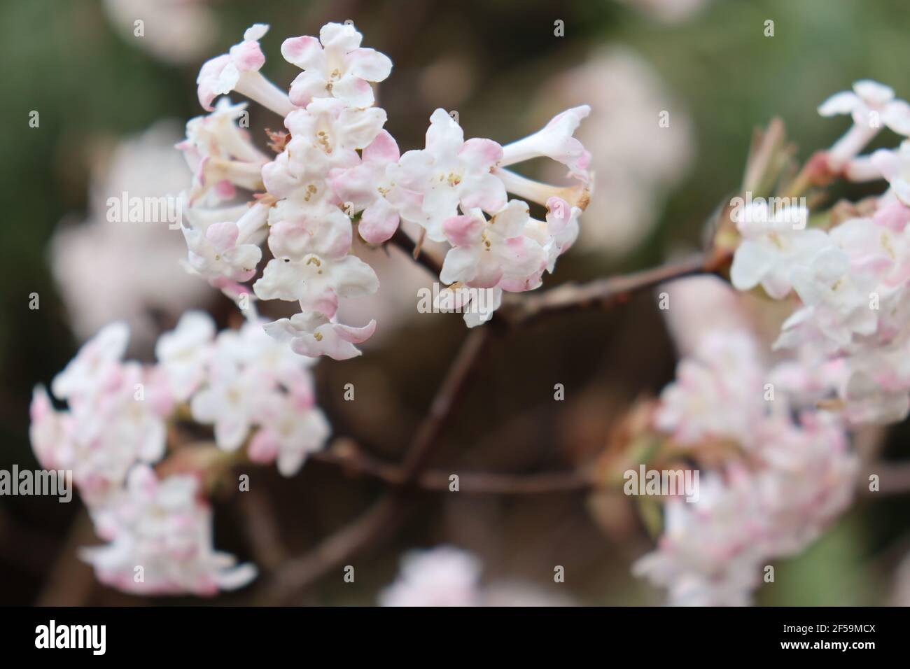 Light coloured plant blooming. Stock Photo