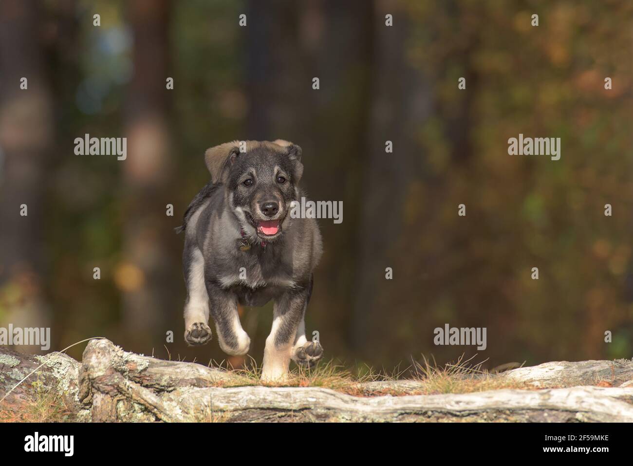 Selective focus shot of a Swedish Elkhound running in the forest Stock Photo