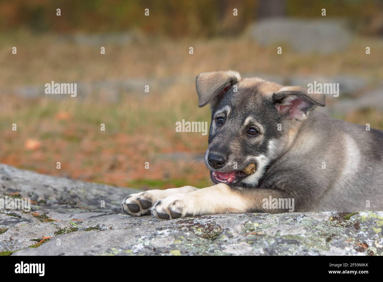 Selective focus shot ofSwedish Elkhound puppy chewing pine cone Stock Photo