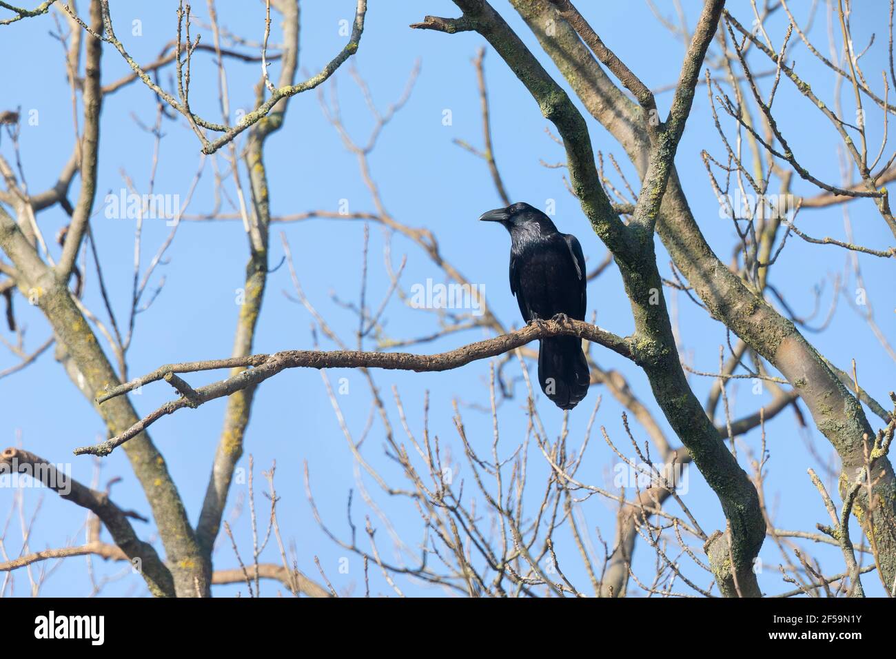 Raven tree hi-res stock photography and images - Alamy