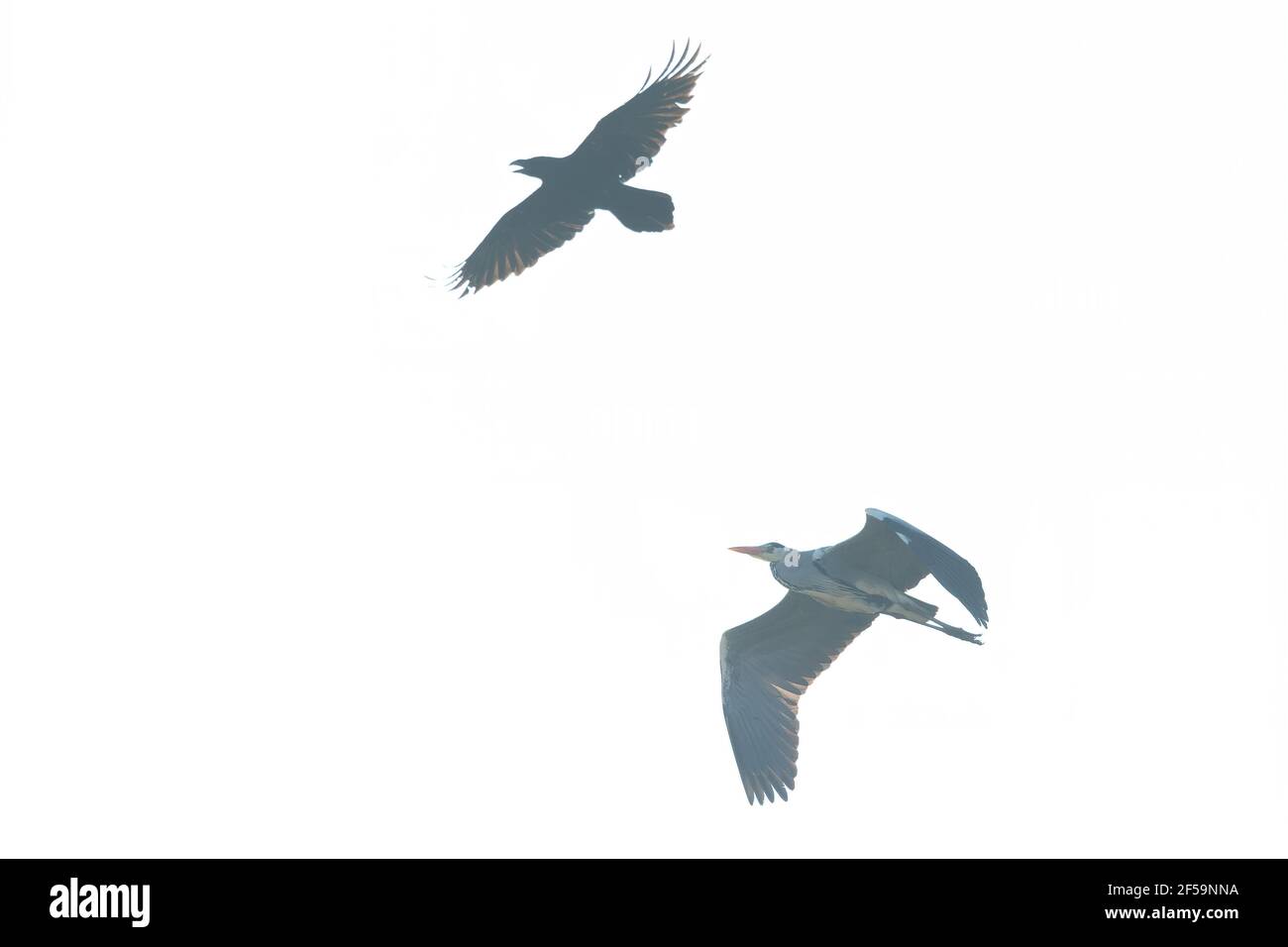 A northern Raven( Corvus corax) flying and attacking a grey heron aggressively. Stock Photo