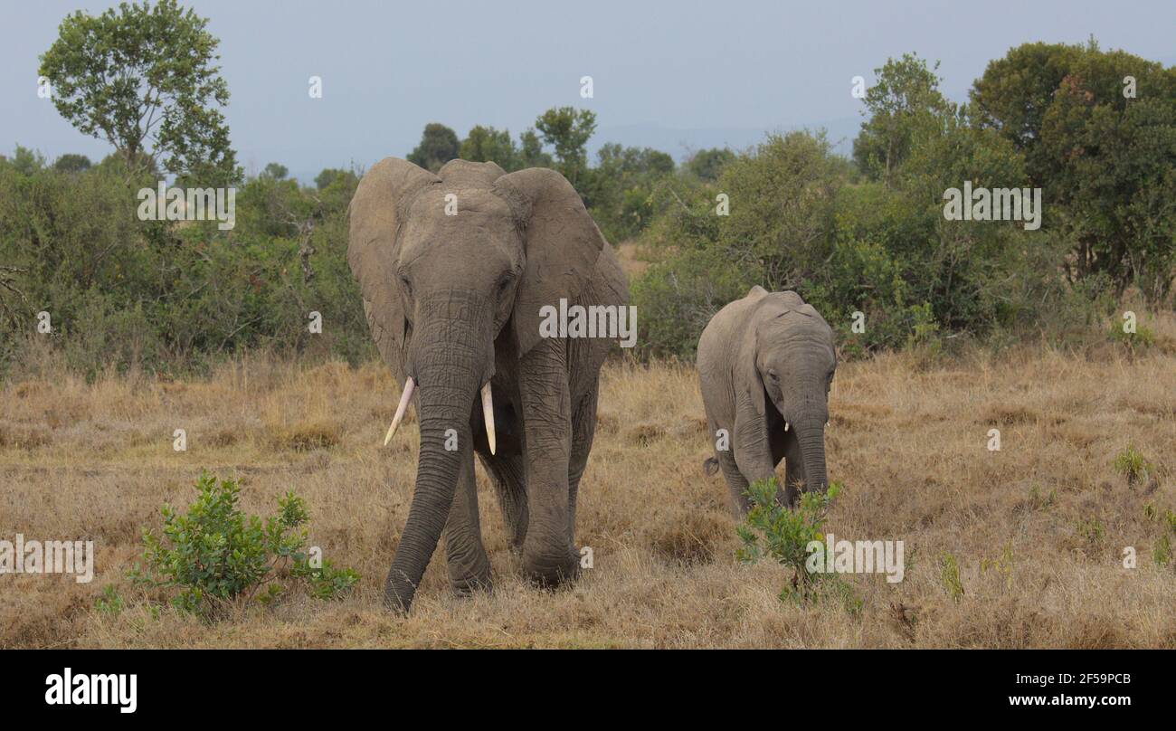 mother escorting baby african elephant in the wild Ol Pejeta Conservancy Stock Photo