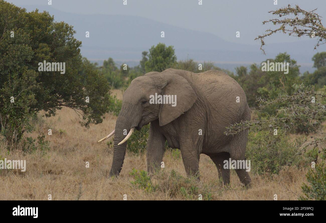 young african elephant using its trunk to graze in the wild Ol Pejeta Conservancy Kenya Stock Photo