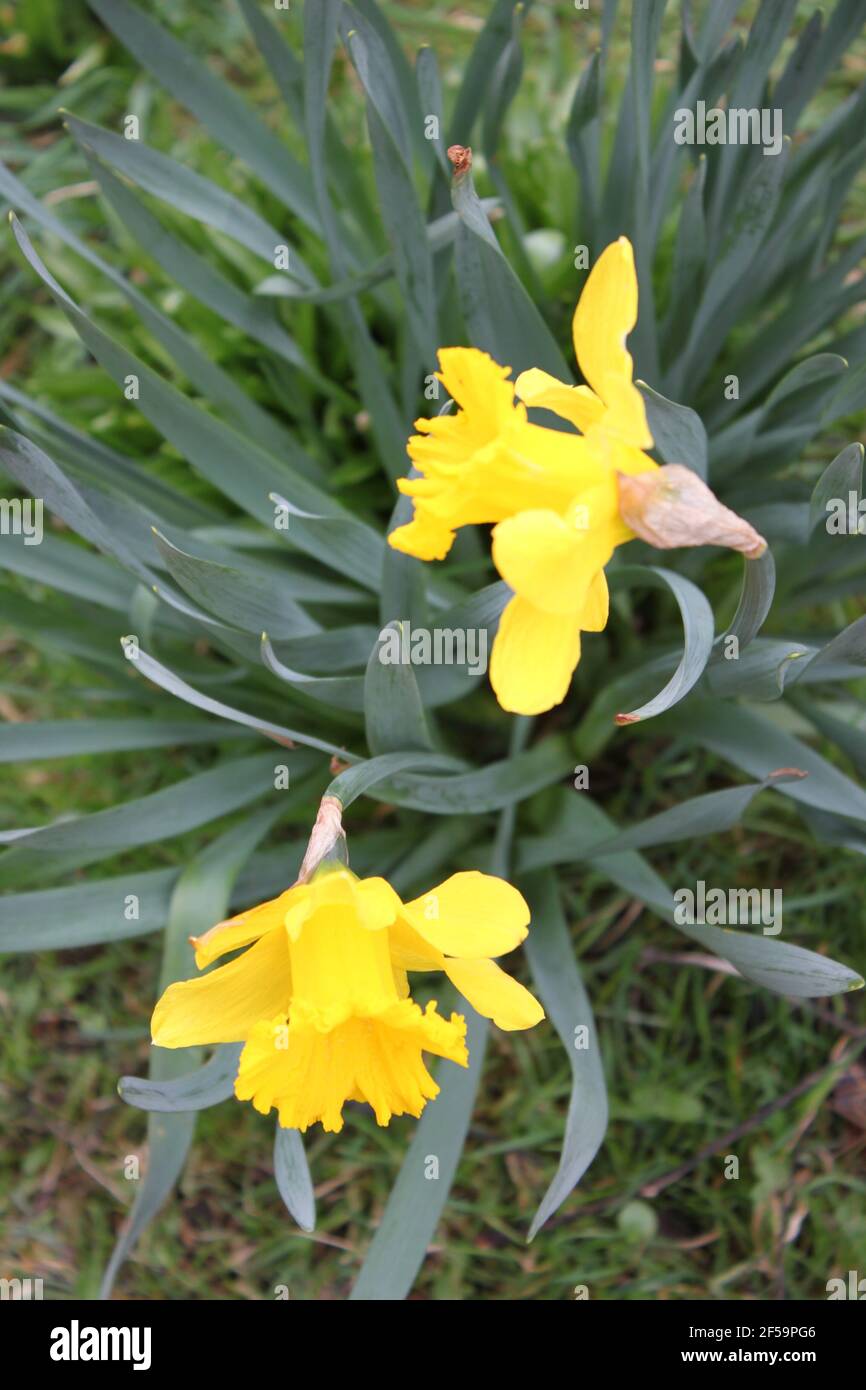 Close up of large yellow Daffodils. Images of spring, spring bloomers and spring flowers. Large vibrant yellow trumpet shaped flowers. Love Daffodils. Stock Photo