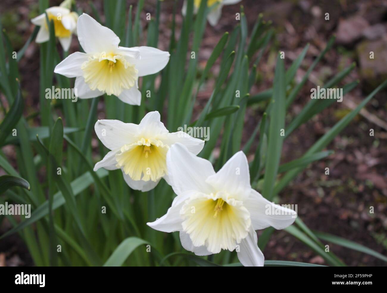 Delicate creamy white daffodils with yellow centres growing in a