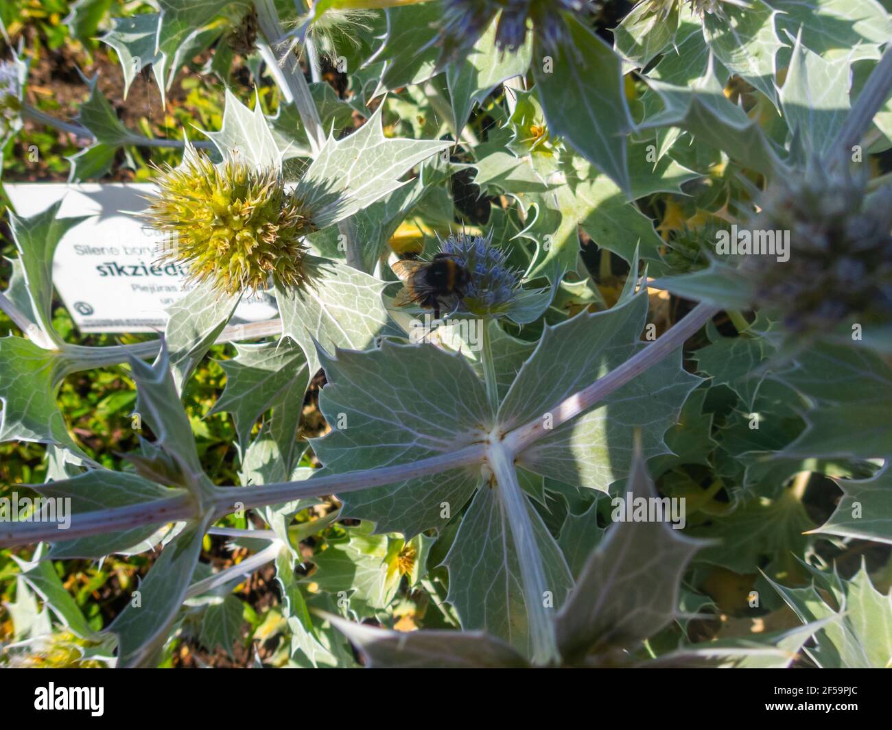 Close up of Eryngium giganteum, common name Miss Willmott's ghost