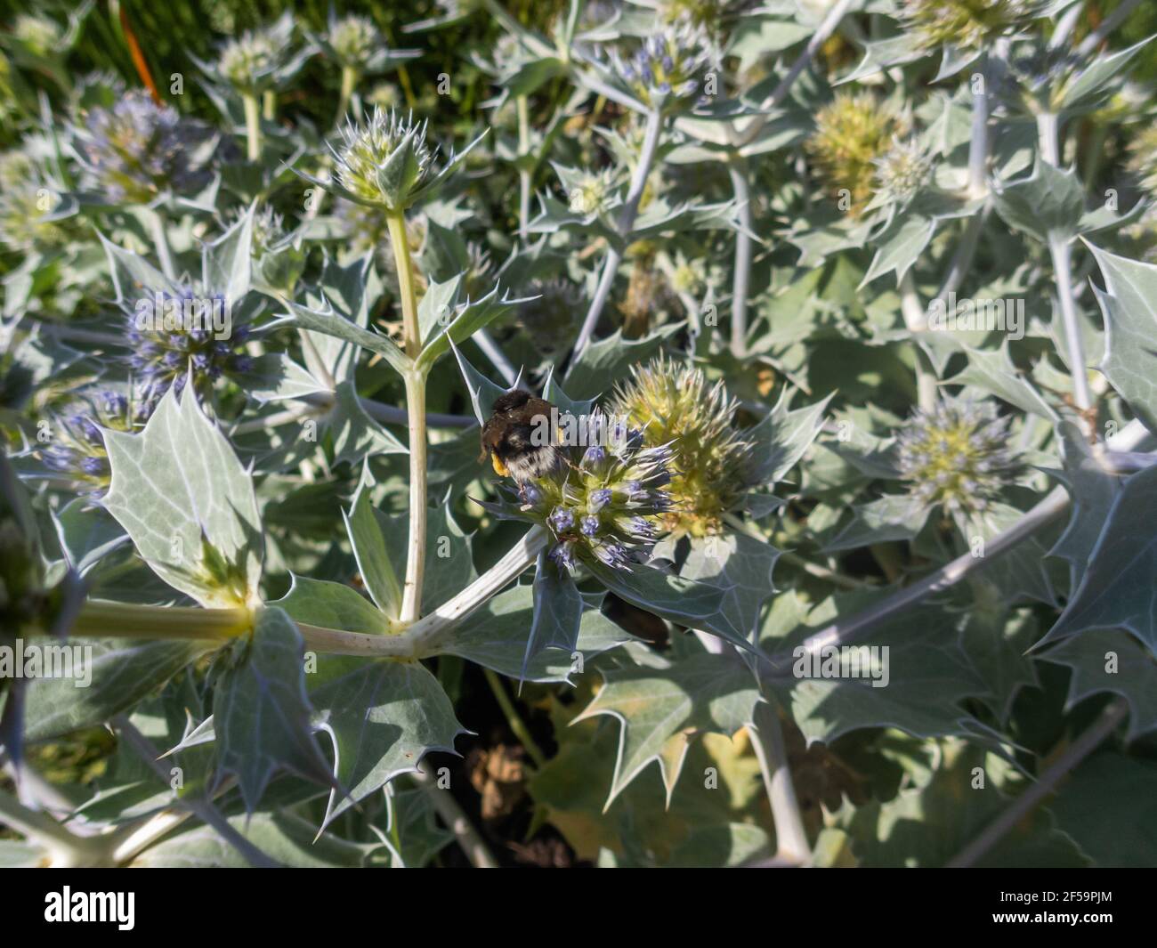 Close up of Eryngium giganteum, common name Miss Willmott's ghost