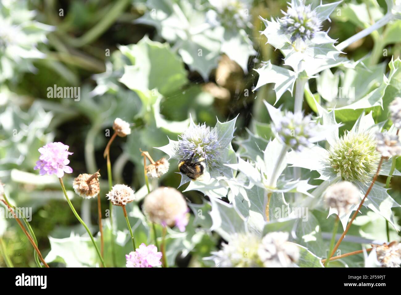 Close up of Eryngium giganteum, common name Miss Willmott's ghost