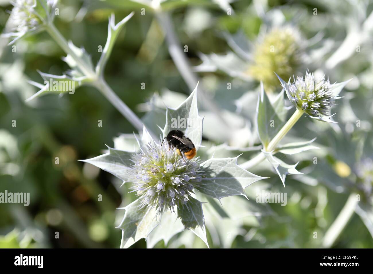 Eryngium miss willmott’s ghost hires stock photography and images Alamy