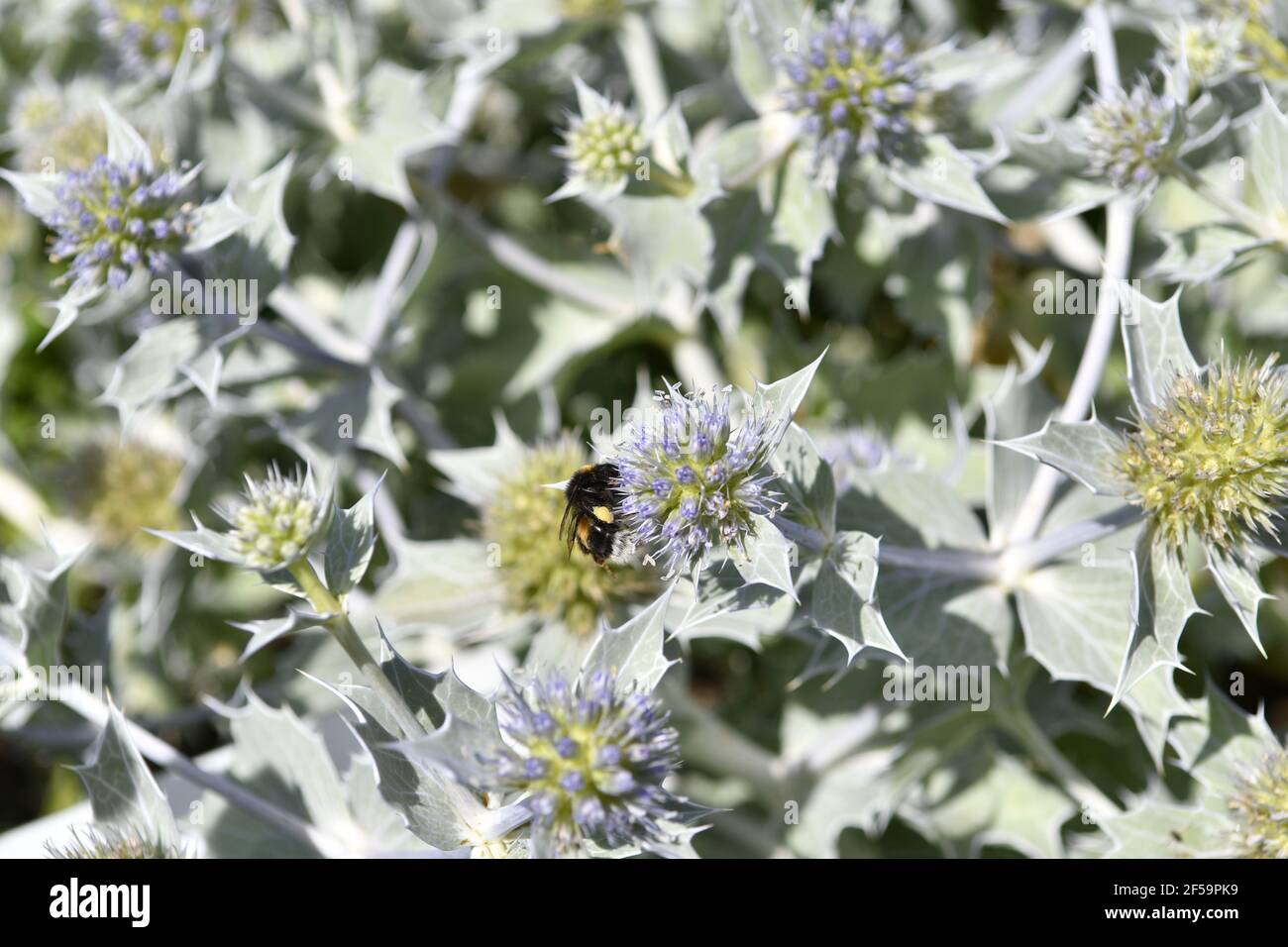 Close up of Eryngium giganteum, common name Miss Willmott's ghost