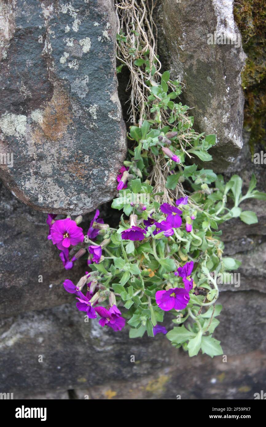 Trailing lobelia hanging from a stonewall. Green fingers and the summer garden, fragile purple lobelia blooms bringing colour to garden spaces. Stock Photo