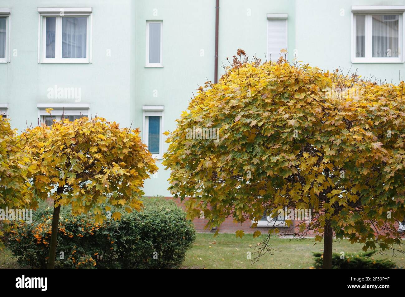Autumn tree and building Stock Photo - Alamy