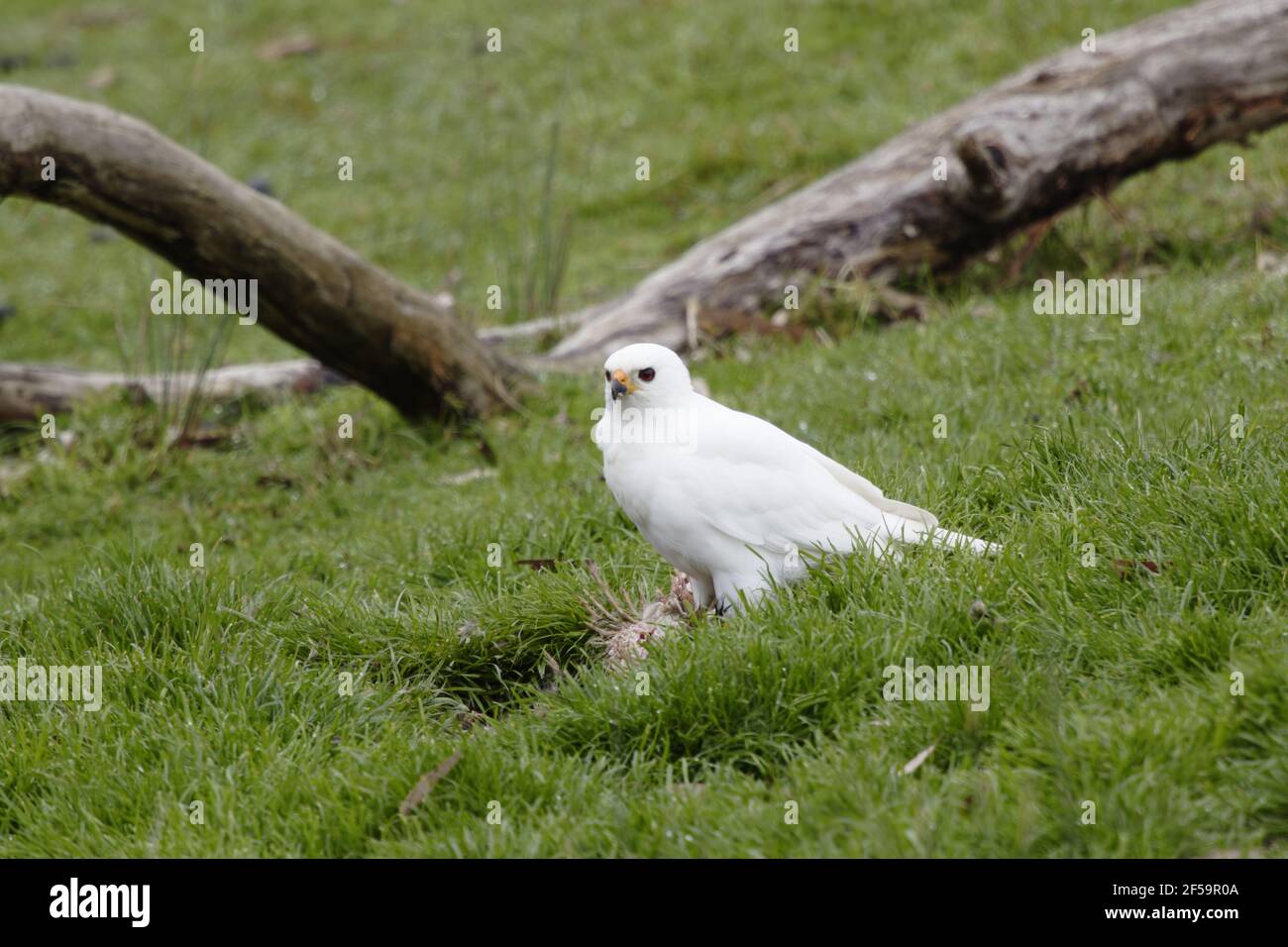 Grey Goshawk white morph - male feeding on dead wallabyAccipiter novaehollandiae Bruny Island Tasmania, Australia BI031178 Stock Photo